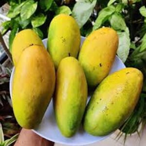 Dasheri Mangoes
